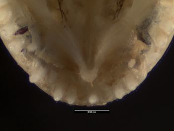 Media type: image;   Herpetology R-184659